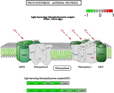 -Omics studies of plant biology in spaceflight: A critical review of recent experiments